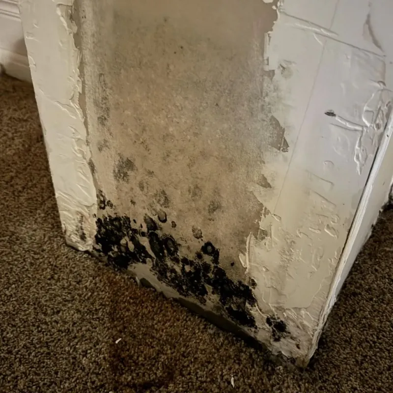 Professional Mold Removal in Carroll County, IA